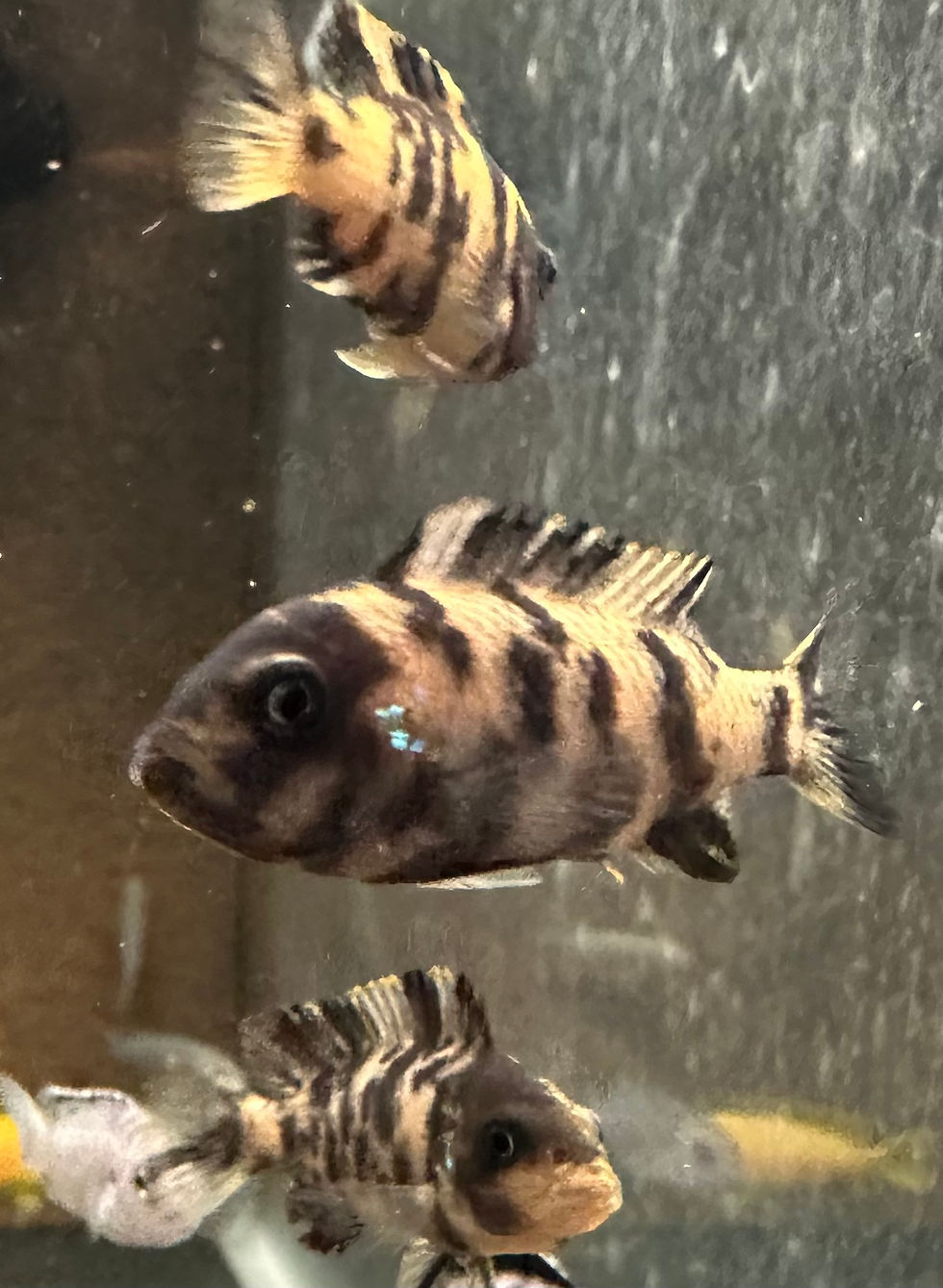 Thumbnail: Metriaclima zebra chiofu pair