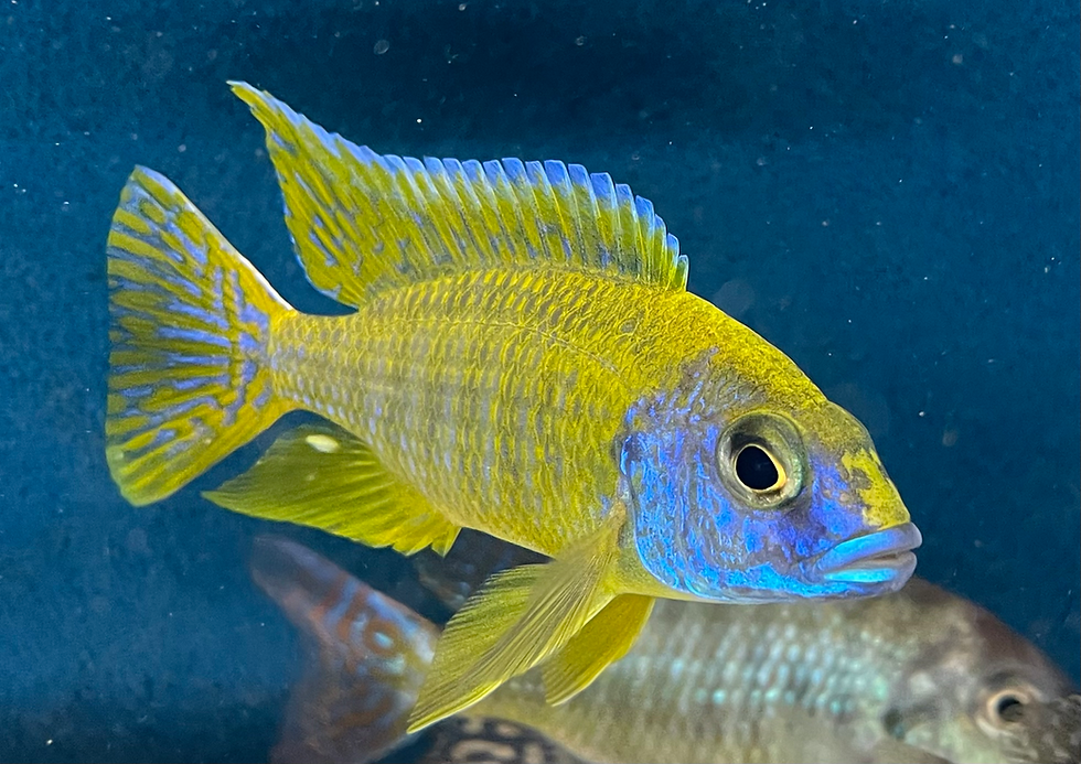 Thumbnail: 10x male only hap and peacock mix 
