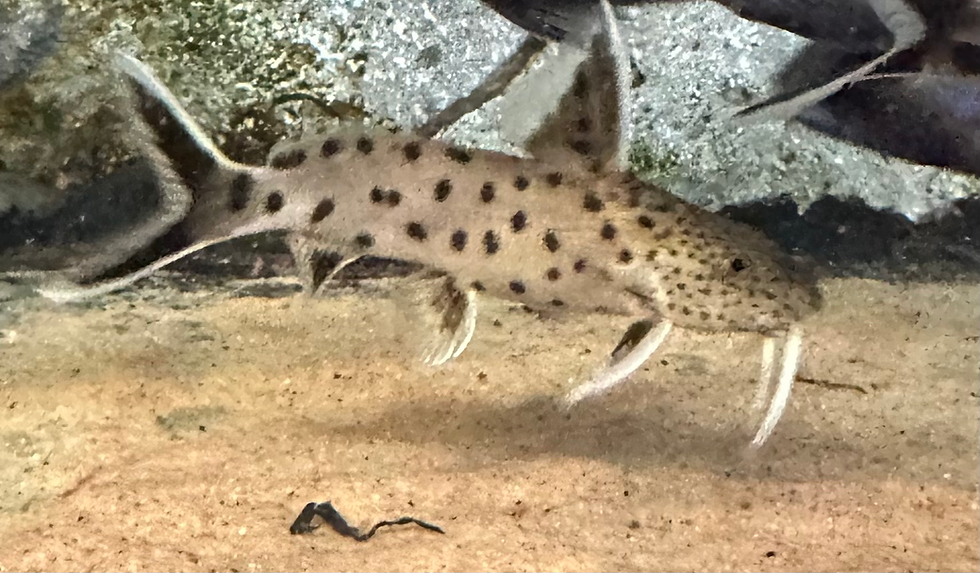 Thumbnail: Synodontis lucipinnis 
