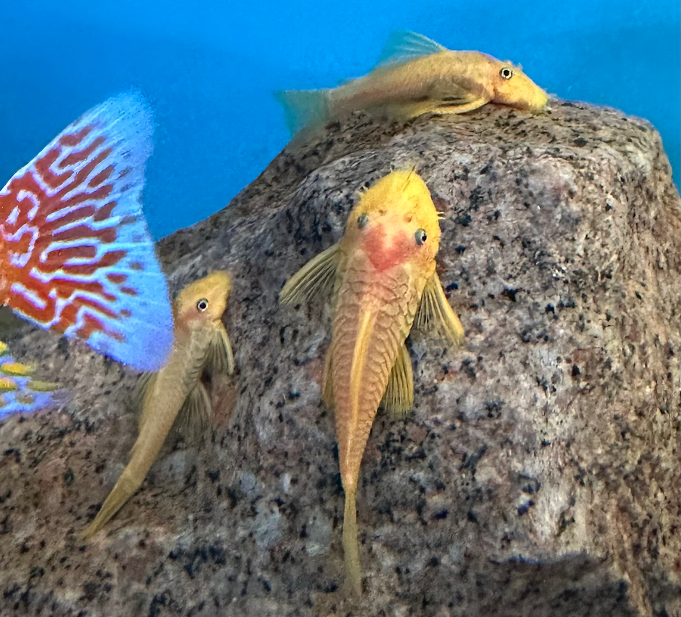 Thumbnail: Ancistrus lemon L144 