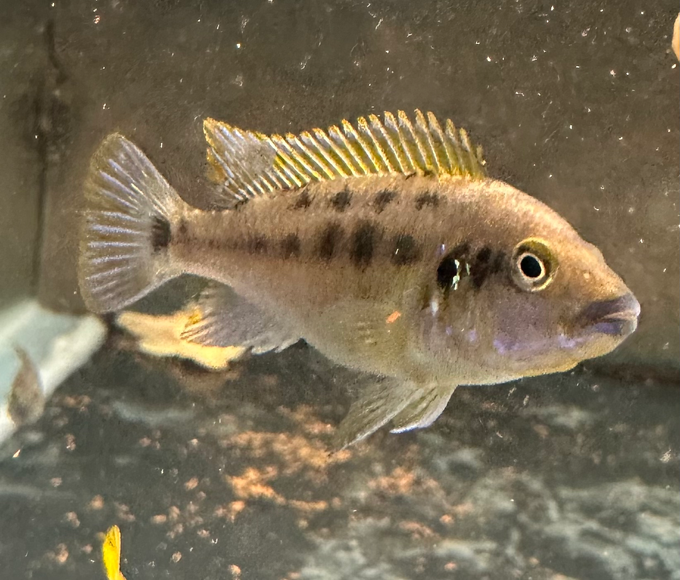 Thumbnail: Psuedotropheus sp. 'williamsi north' Blue Lips