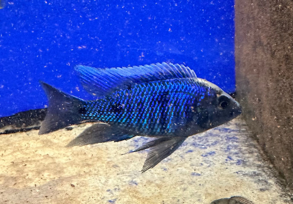 Thumbnail: Copadichromis parvus nkhungu point f1