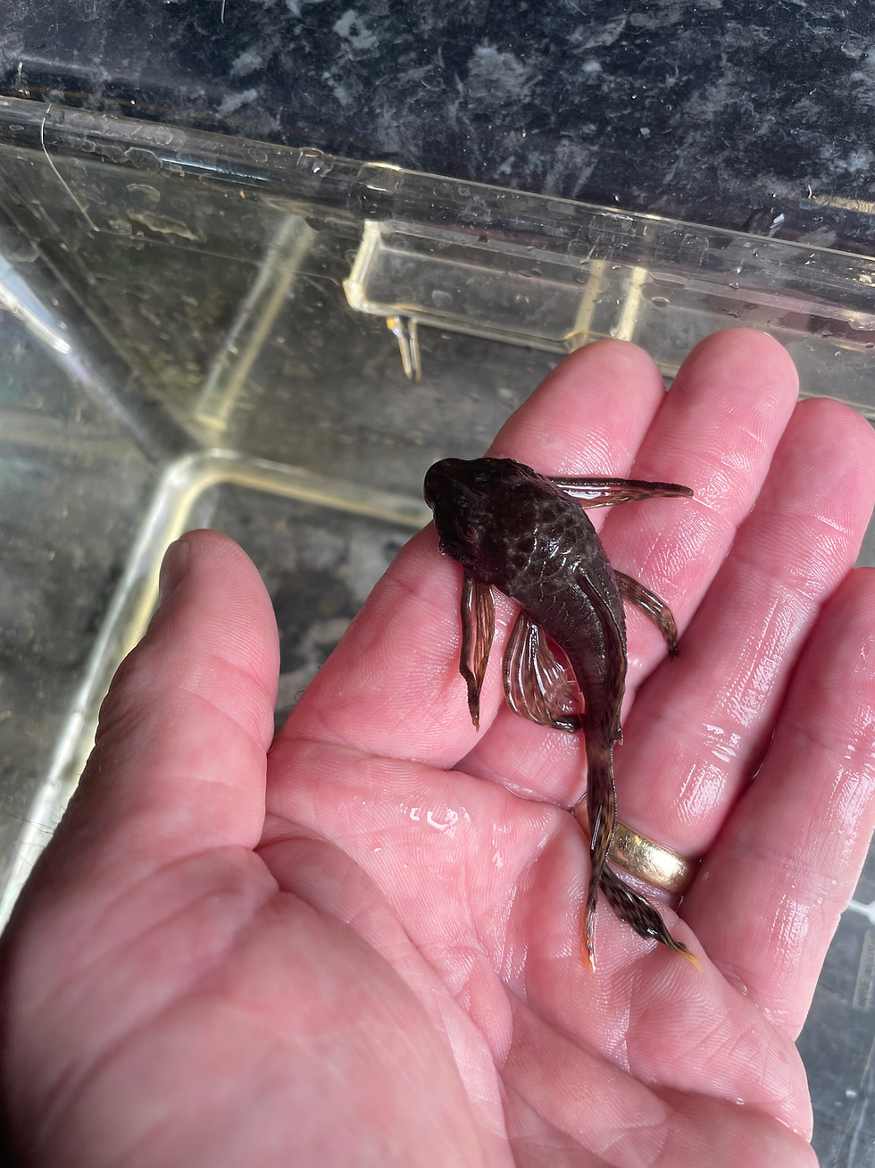 Thumbnail: Long fin ancistrus bristle nose brown
