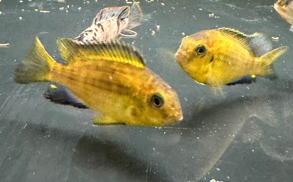 Thumbnail: Tropheops macrophthalmus lumbira