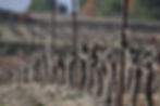 Rang de vignes du domaine Montaude dans le Minervois, l'hiver après les travaux de taille.