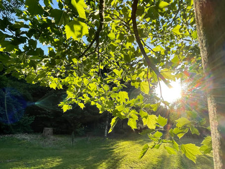 Im Klostergarten