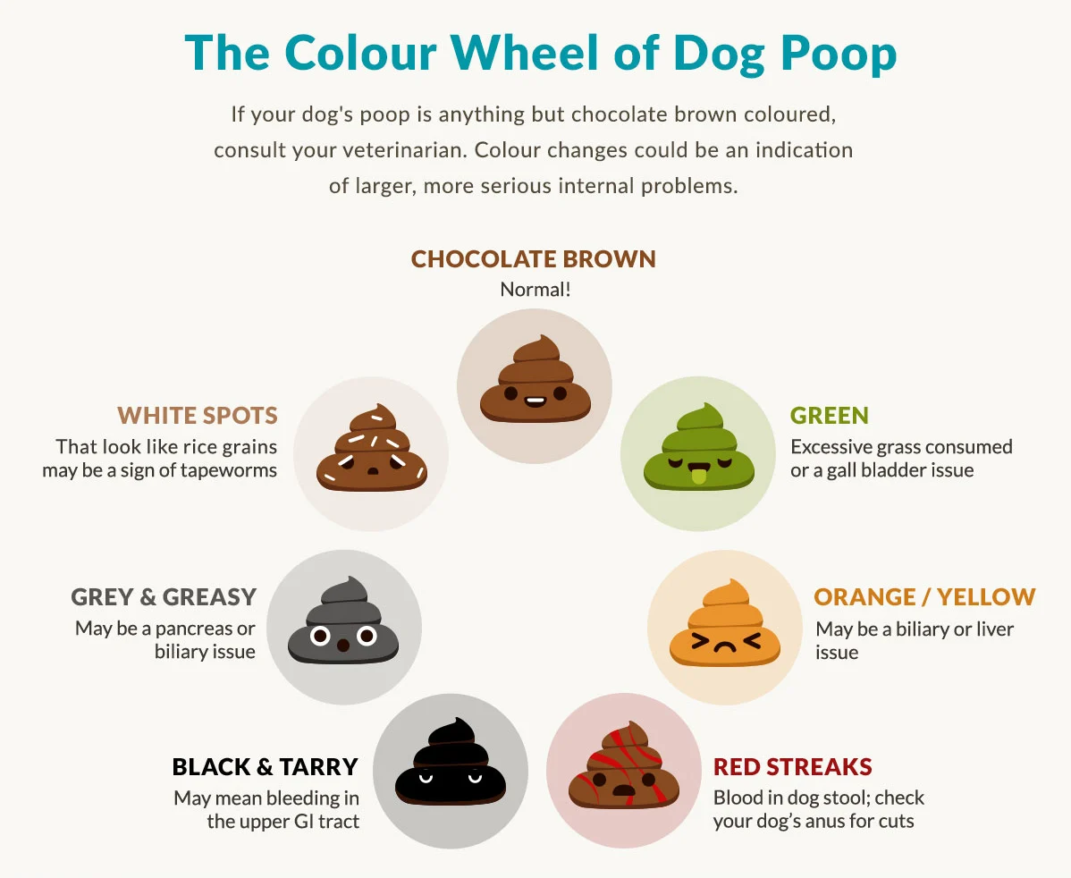 dog-poop-colors.webp