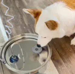 woman-growing-plants-home-holding-cat.