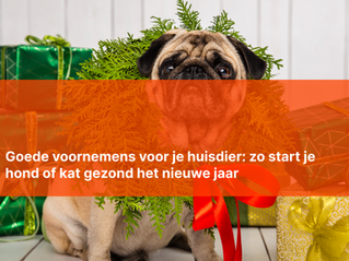 Goede voornemens voor je huisdier: zo start je hond of kat gezond het nieuwe jaar