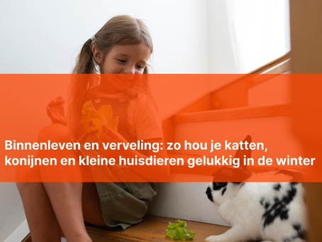 Een meisje zit op de trap haar konijn te voeden.