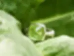 Ring Grün