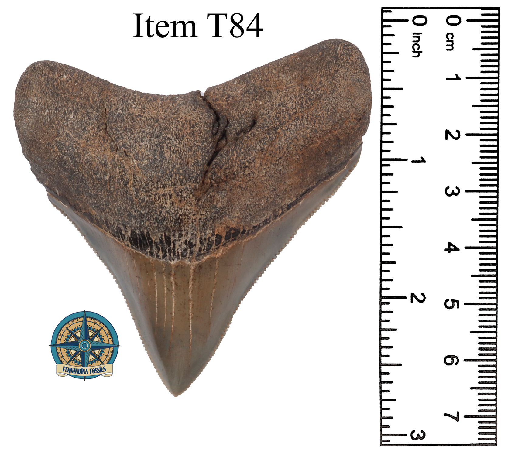 Megalodon Shark Tooth, Item T84