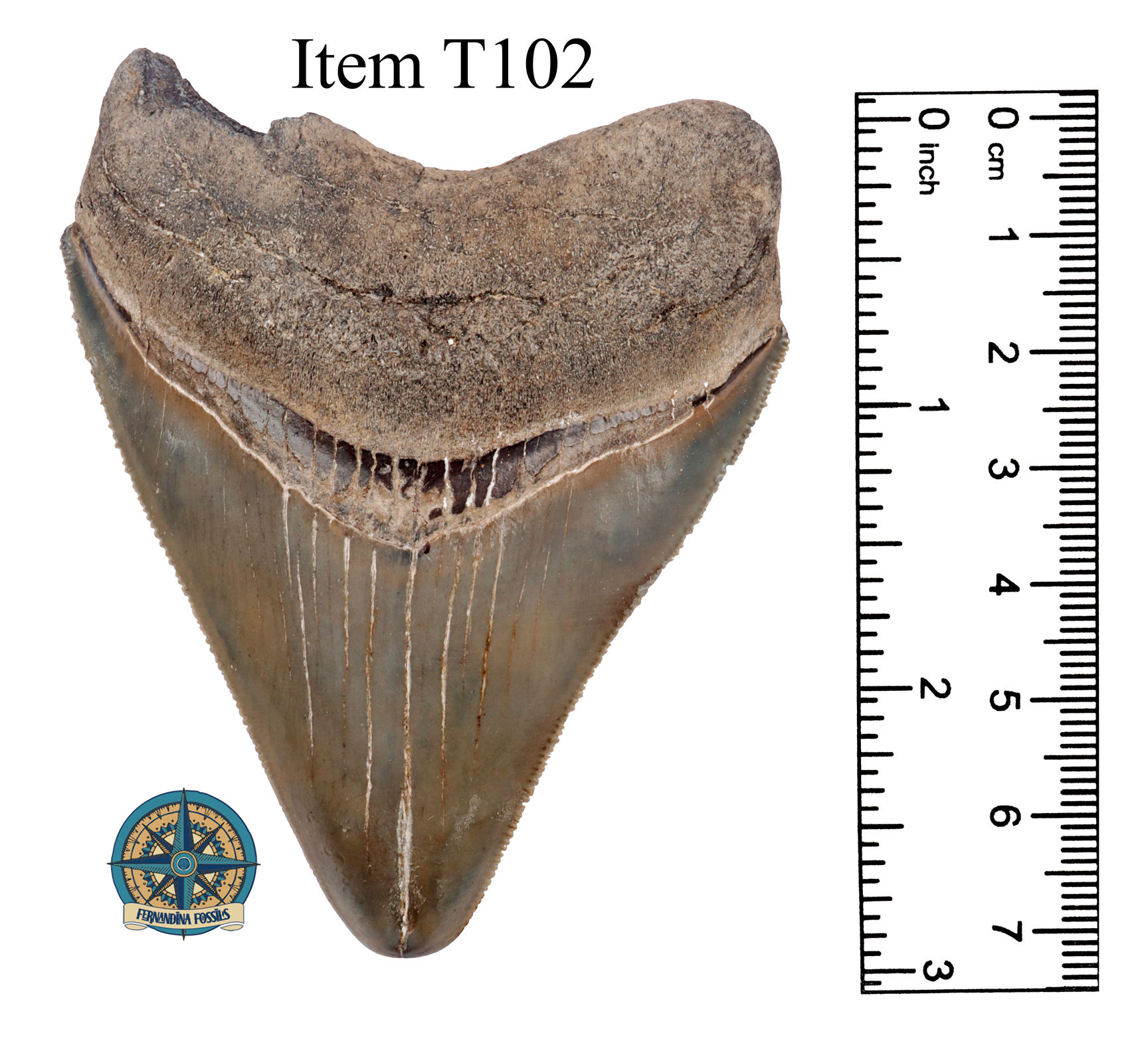 SOLD - Megalodon Shark Tooth, Item T102