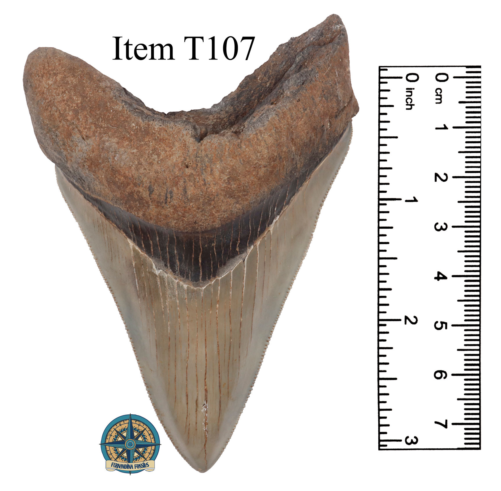 SOLD - Megalodon Shark Tooth, Item T107