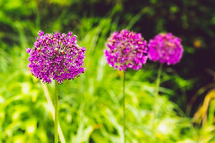 flowers-4222830_1280.jpg