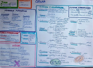 ESQUEMA Célula