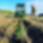 New Christmas trees being planted at Oak Tree Farm Hasketon