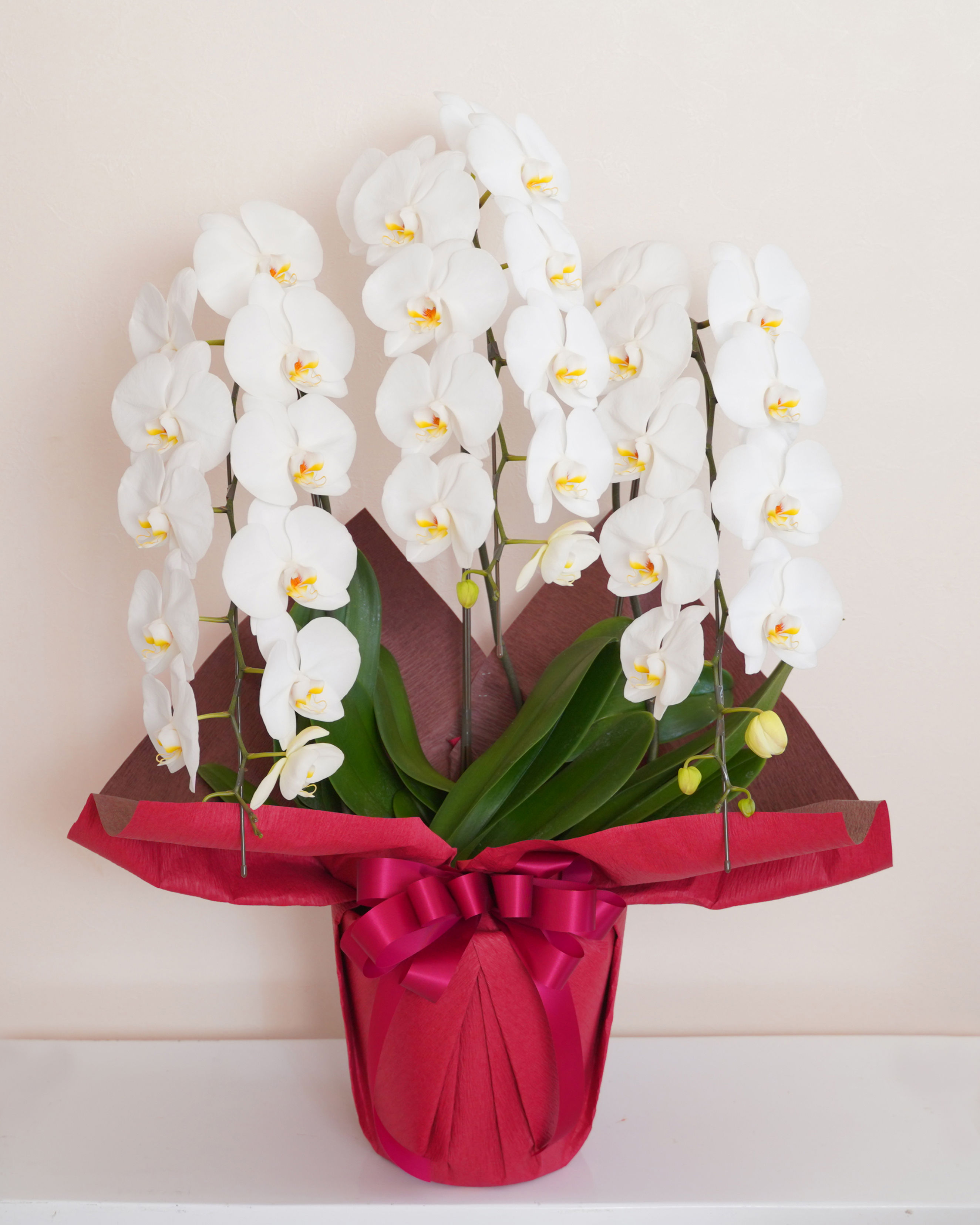 胡蝶蘭 /3本立(33,000円)