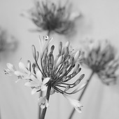 宇都宮の花屋 フラワーギフトお祝い花|あとりえドリーム