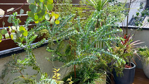 バルコニーの外構植栽をデザイン・施工させて頂きました。