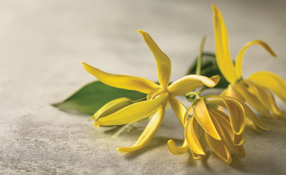 Liquid botanical extract of Ylang Ylang Flower Oil used in FEEL NO EVIL soap formulation.