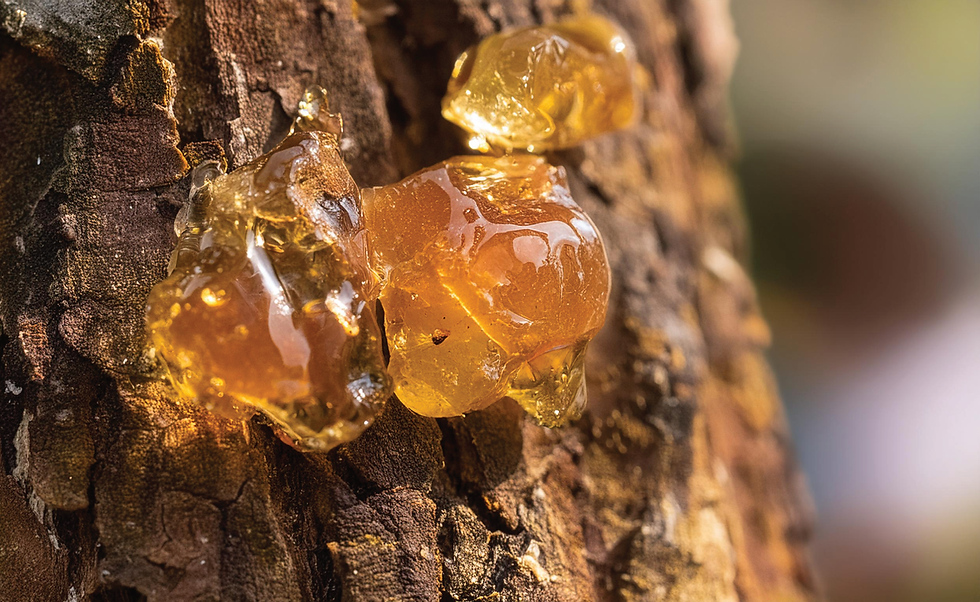 Liquid botanical extract of Copaiba Balsam Resin Oil used in FEEL NO EVIL soap formulation.