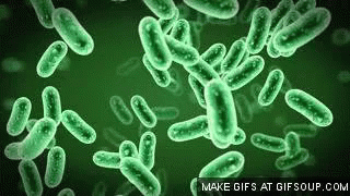 bacteria-microscope.gif
