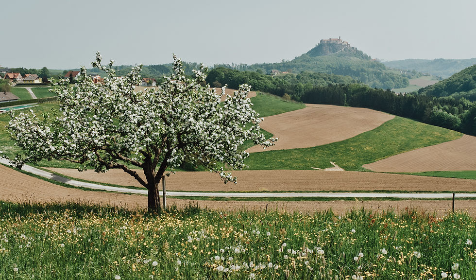 Zawotec_Region (1).jpg