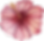 Blume