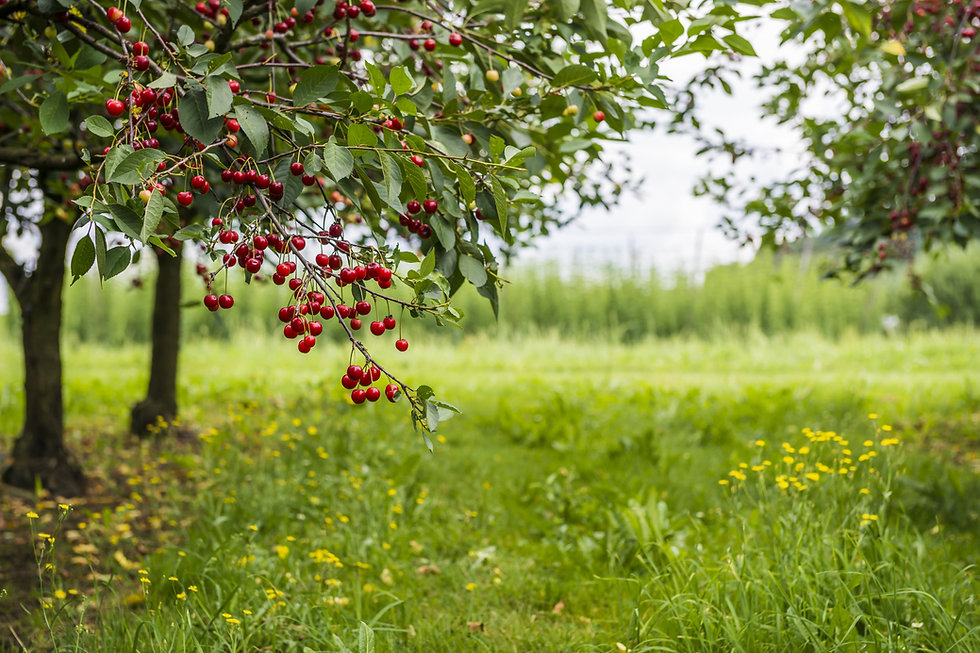 AdobeStock_86964255.jpeg
