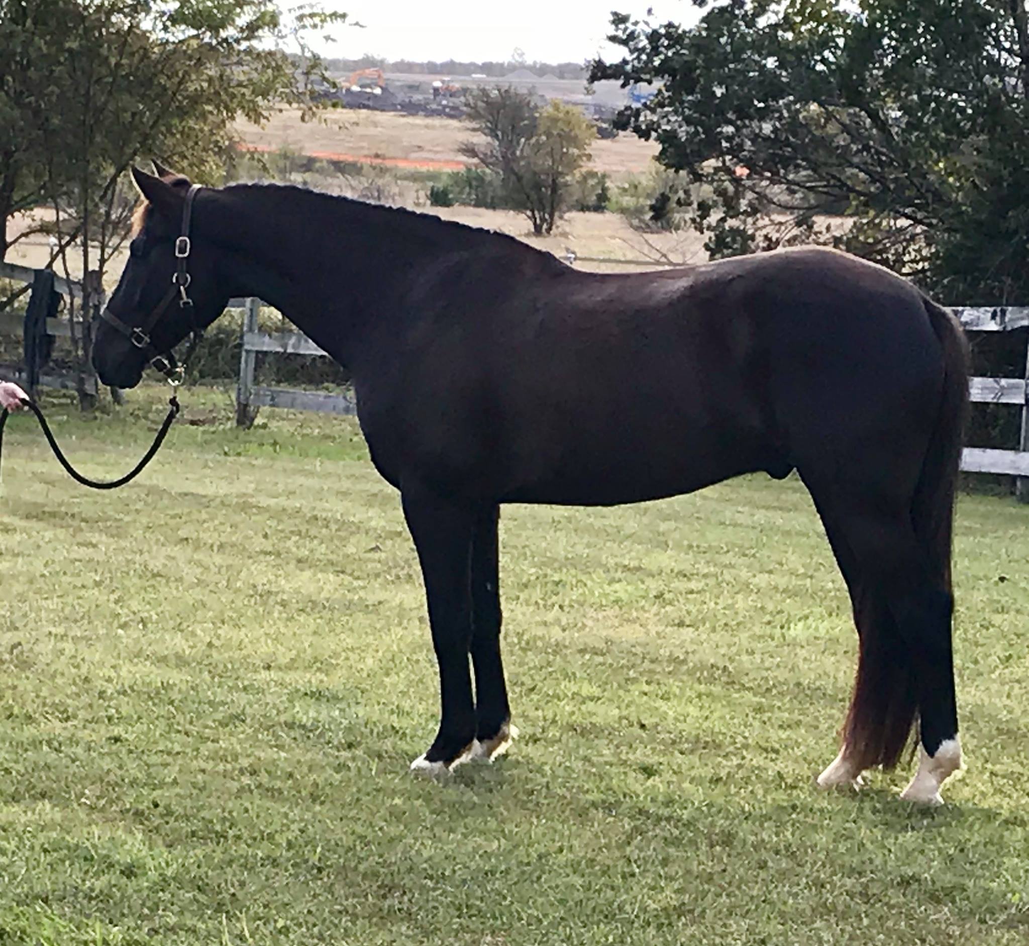 Black Gelding by Donarweiss
