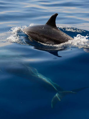 El 23 de julio se celebra a nivel mundial el Día dedicado a las Ballenas y los Delfines.