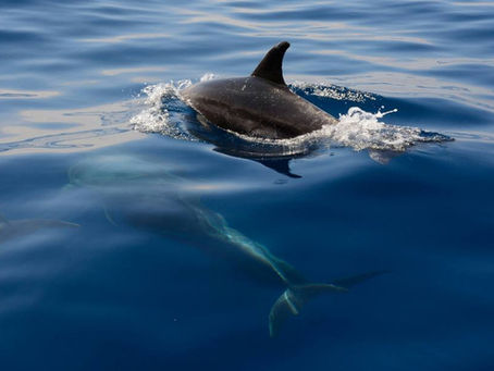El 23 de julio se celebra a nivel mundial el DÃa dedicado a las Ballenas y los Delfines.