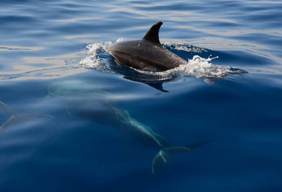 El 23 de julio se celebra a nivel mundial el Día dedicado a las Ballenas y los Delfines.