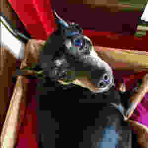 Senior Dog Young At Heart Senior Pet Adoptions