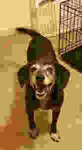 Jasmine Senior Dog Lucky Pets luckypet.net