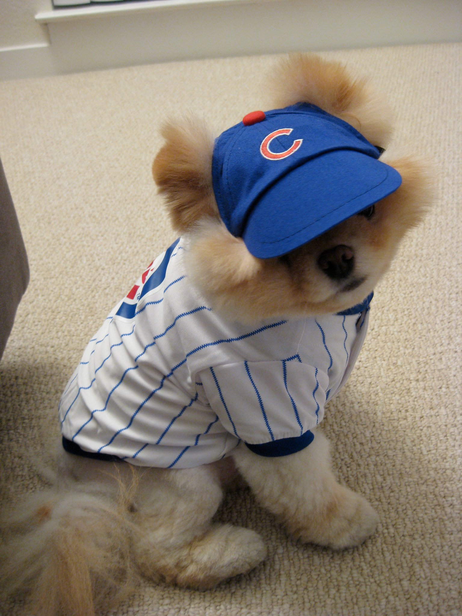 dog cubs jersey