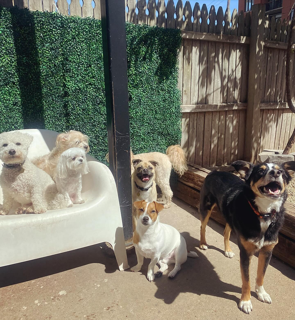 dogs sitting outside