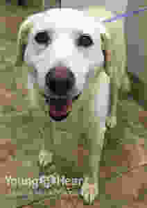 Senior Dog Lab Young At Heart Senior Pet Adoptions