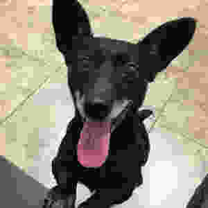 Willow Senior Dog Adoption adoptaseniorpet.org