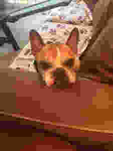 Cam Chicago French Bulldog Rescue Chicago Senior Dog
