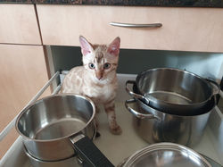 Galea am kochen