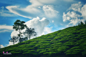 For nature lovers- Beauty of Idukki