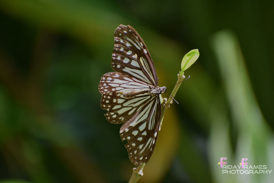 When I ran, I felt like a butterfly that was free.