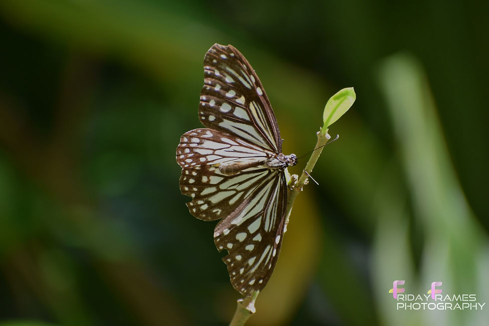 When I ran, I felt like a butterfly that was free.