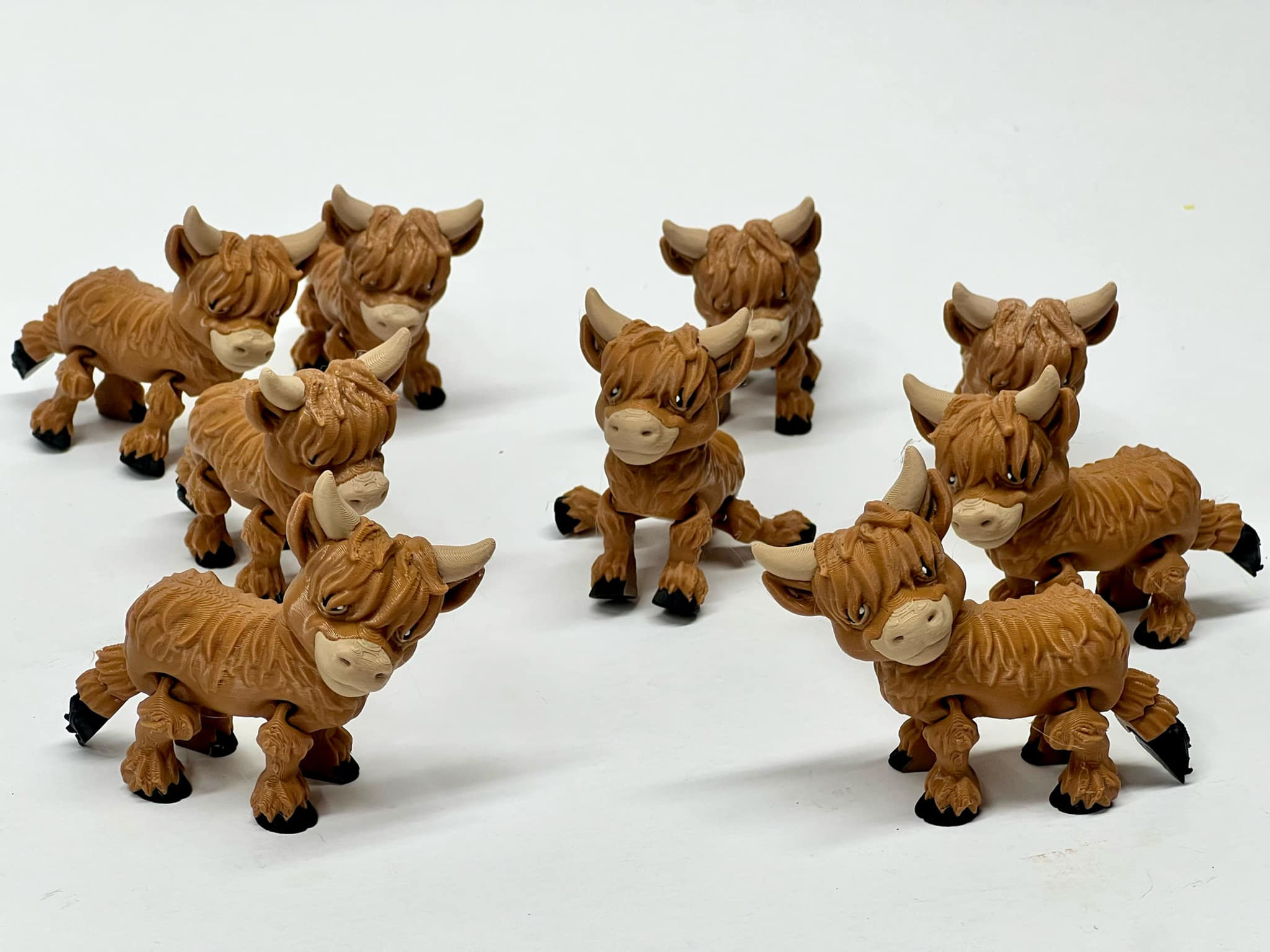Highland Cow