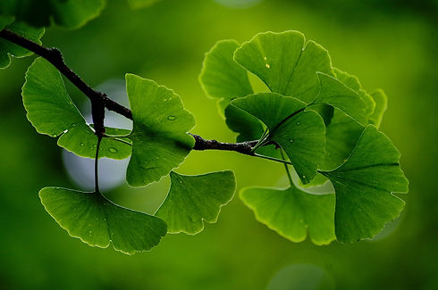 gingko-5346111_1920.jpg