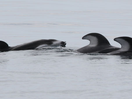 Dolphin Season 2023 : Fieldwork blog 
