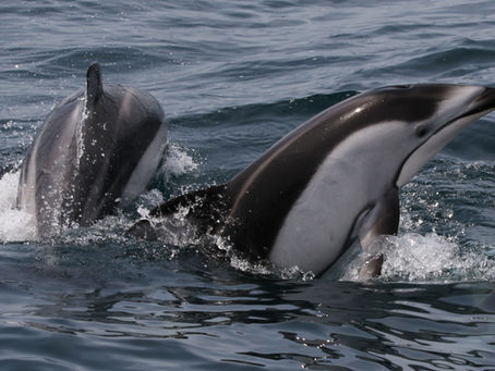 Dolphin Season 2025: Fieldwork Blog