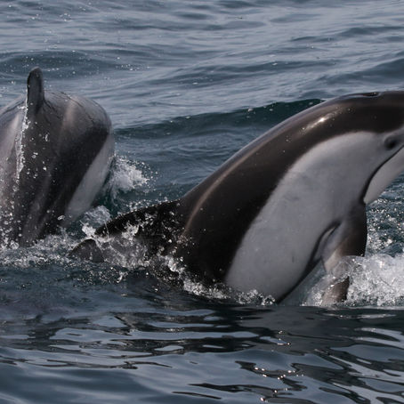 Dolphin Season 2025: Fieldwork Blog